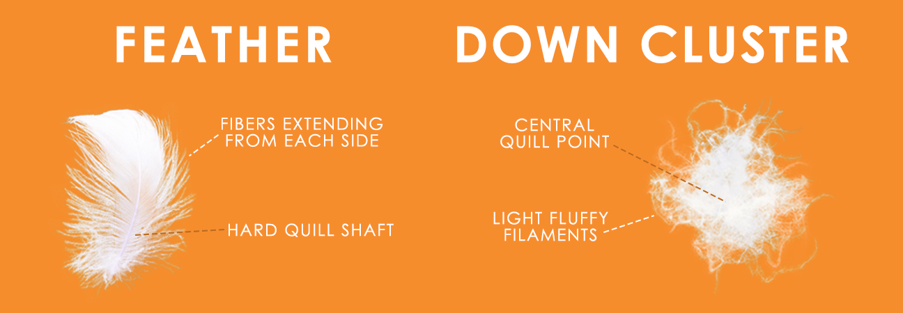 Down and Feather - What's the Difference?